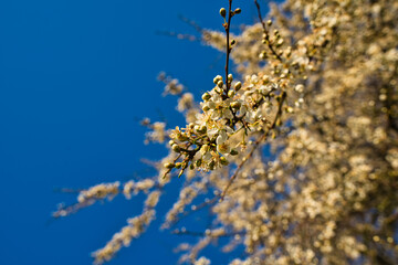 Wald im Frühling Natur erwacht