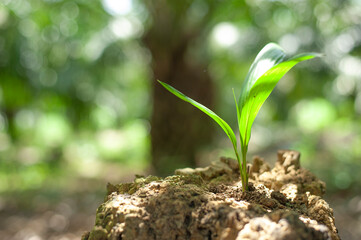 Young palm oil seedling in soil on blurred background