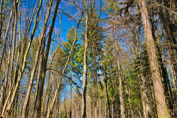 Wald im Frühling Natur erwacht