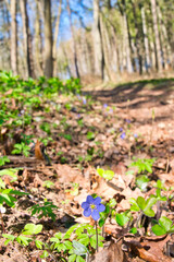 Wald im Frühling Natur erwacht