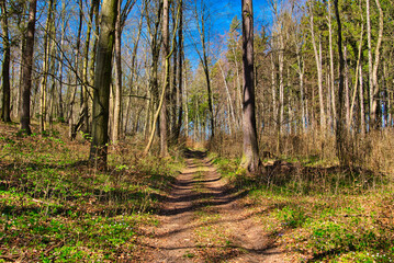 Wald im Frühling Natur erwacht