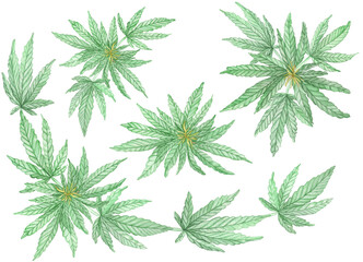 Watercolor Green branches of blossom Cannabis plant with leaves