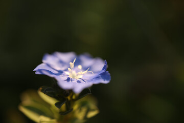 Purple Ground morning glory flower