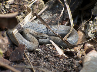 Snake, common copperhead, in the wild, during the day, close-up, side view.