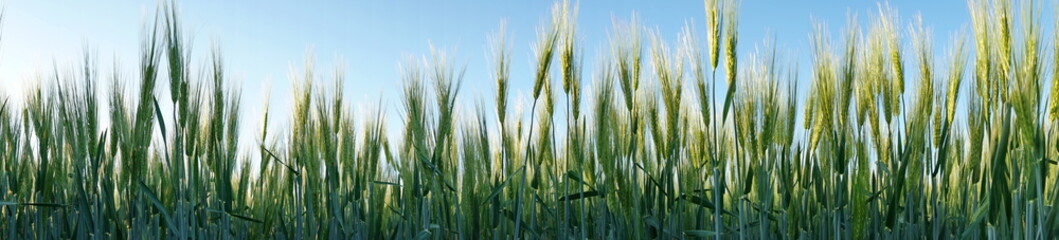 Young Green Barley Grass - Panorama
