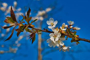 Kirschblüte  im Hintergrund vor blauem Himmel