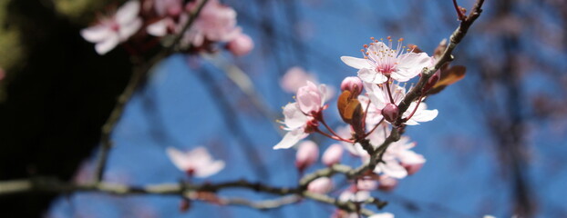 Albero con fiori di pesco in primavera