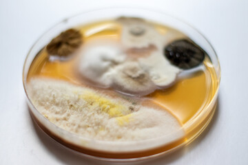 Close up of mold fungus, bacteria, germs grown in a petri dish on white background