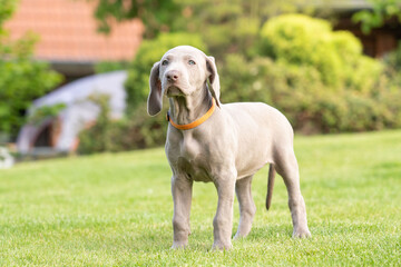 Portrait of cute weimaraner puppy dog breed at the park being playful.