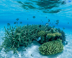モルジブの浅瀬のサンゴと熱帯魚