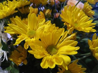 yellow chrysanthemum flowers