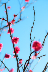 梅の花　八重唐梅