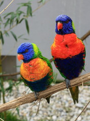 Couple de loriquets à tête bleue