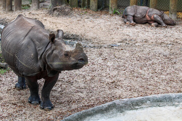 Naklejka premium Endangered White Rhino 