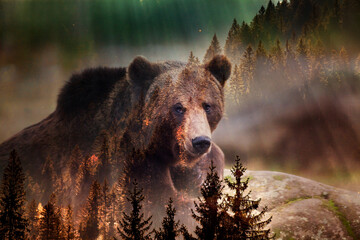 double exposure of brown bear and forest save the planet