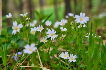 bunte Frühlingswiese Frühlingsblumen auf der Wiese im Frühling