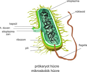Vector Illustration of a Prokaryotic Cell, Online Education Material. English Translation: Prokaryotic Cell