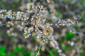 Wald im Frühling Natur erwacht