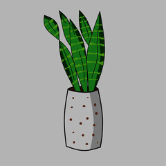 illustration of a sansevieria plants in a pot