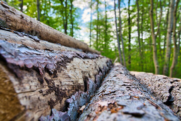 Wald im Frühling Natur erwacht
