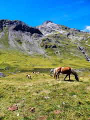 Pferd isst auf Weide in Schweizer Alpen