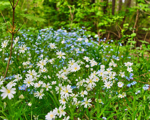 bunte Frühlingswiese Frühlingsblumen auf der Wiese im Frühling