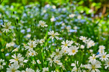 bunte Frühlingswiese Frühlingsblumen auf der Wiese im Frühling