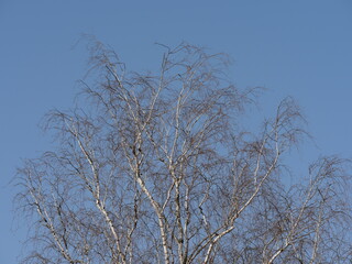 branches against sky