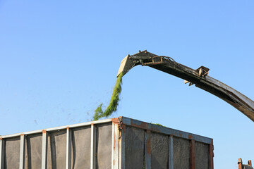 The harvester smashes the grass and sprays it out