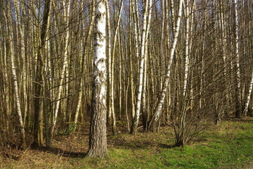 Birch forest in the morning