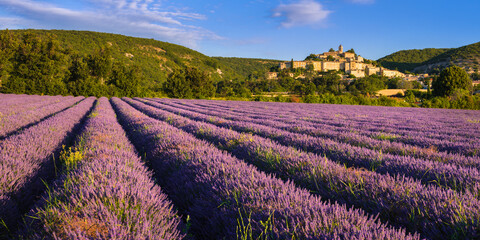The village of Banon in Provence with lavender fields at sunrise in summer....
