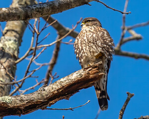 Fototapeta na wymiar Merlin Falcon perched on a branch