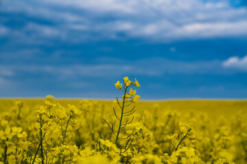 Obraz premium gelbes Rapsfeld Im Frühling mit blauem Himmel