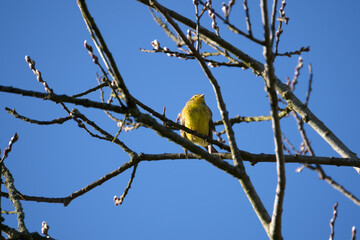 Yellowhammer (Emberiza citrinella) enjoying the winter sunshine