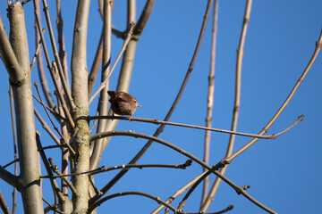 Tiny Wren (Troglodytes troglodytes) perched in a tree in wintertime