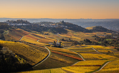 Weinberge im Herbst im Rotenberg, Stuttgart , Vineyards at falls in Rotenberg