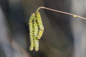 Naklejka premium Catkins on Hazel (Corylus avellana) in wintertime