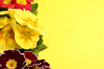 Beautiful primula (primrose) plants with colorful flowers on yellow background, space for text. Spring blossom