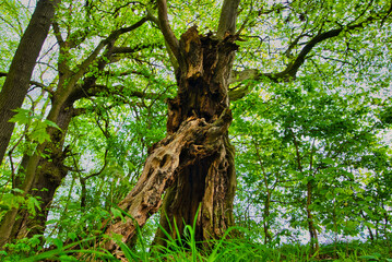 Fototapeta premium Wald im Frühling