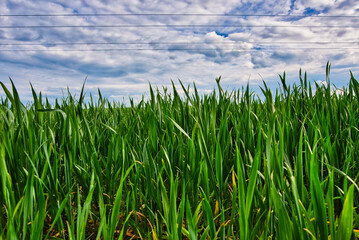 grünes Gras im Frühling mit blauem Himmel