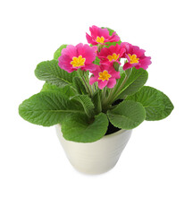 Beautiful potted primula flowers isolated on white