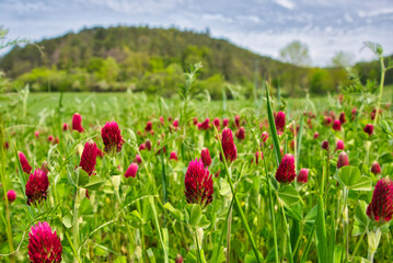 bunte Frühlingswiese Frühlingsblumen auf der Wiese im Frühling