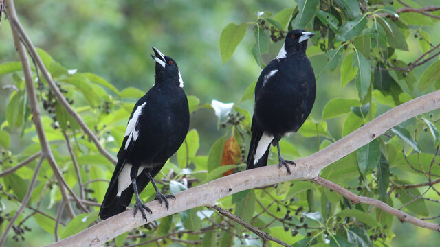 Two Australian Magpies perched on a branch