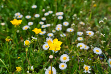 bunte Frühlingswiese Frühlingsblumen auf der Wiese im Frühling