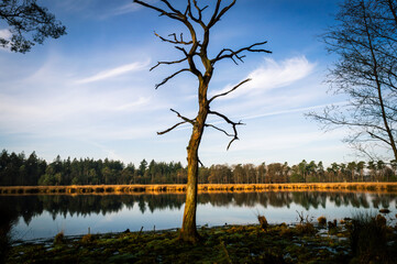 A leafless tree on the edge of a lake