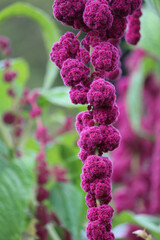 Close up of the flora on an Inca-wheat plant growing in a garden. Amaranthus caudatus