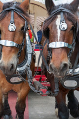 Obraz premium Horse in a harness pending the horseman. High quality photo