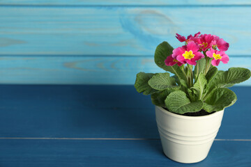 Beautiful violet in flowerpot on blue wooden table. Space for text