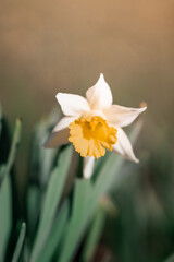Fototapeta na wymiar A close up of a daffodil flower in spring