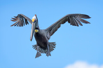pelican on the sky